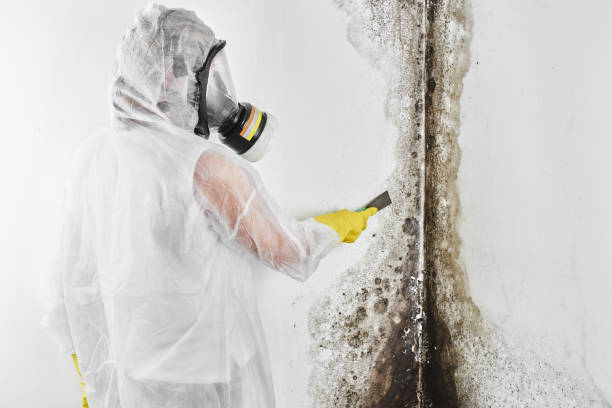 Best HVAC Mold Remediation in Midland, NC