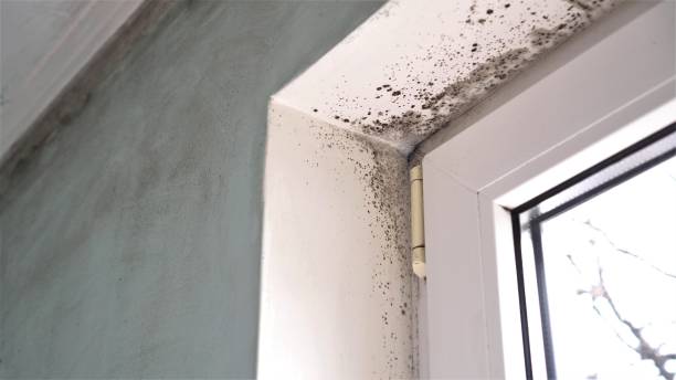 Best Kitchen Mold Remediation in Midland, NC