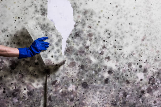 Best DIY Mold Remediation Support Services in Midland, NC